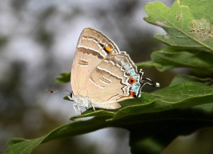 Colorado Hairstreak ventral surface showing eyespots and tails 